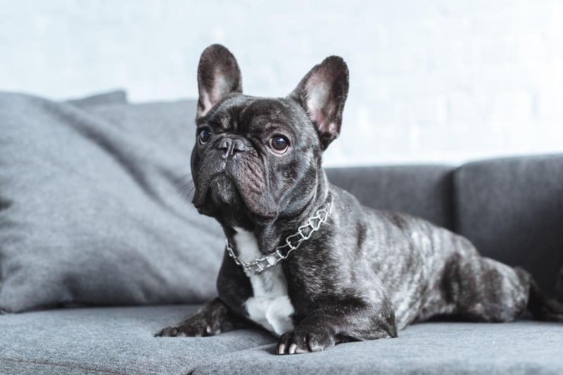Here are the 10 most popular puppy names for adorable French Bulldogs