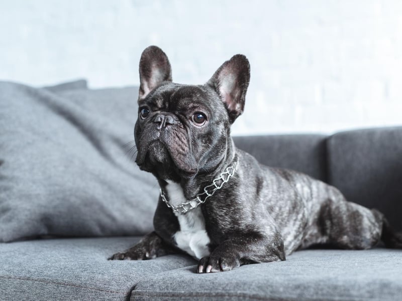 The ninth most popular name for a French Bulldog is Reggie. It's a lofty-sounding name maning 'mightly counsellor-ruler'.