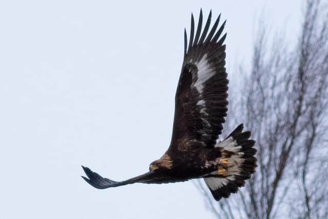 Since 2018 the South of Scotland Golden Eagle Project has successfully translocated four golden eagles from the Scottish Highlands to the south of Scotland, with more due to be released this year. Picture: John Wright/South of Scotland Golden Eagle Project