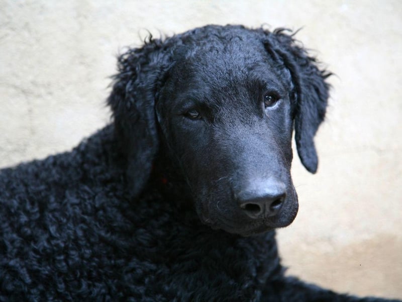 While the Labrador Retriever is currently the UK's most popular dog, its close cousin, the equally friendly Curly Coated Retriever, is struggling with just 55 registered.