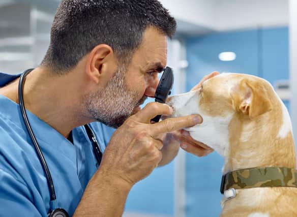 Some dog breeds are likely to need far fewer visits to the vet over their lifetime than others.