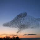 Gretna Green is a village in the southern council area of Dumfries and Galloway, about 90 miles away from Glasgow. At dusk, hundreds of thousands of starlings flock to the parish in an event known as the “Starling murmuration”.