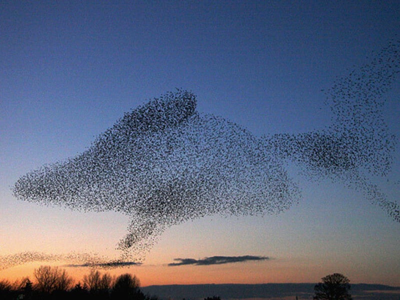 Gretna Green is a village in the southern council area of Dumfries and Galloway, about 90 miles away from Glasgow. At dusk, hundreds of thousands of starlings flock to the parish in an event known as the “Starling murmuration”.