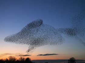 Gretna Green is a village in the southern council area of Dumfries and Galloway, about 90 miles away from Glasgow. At dusk, hundreds of thousands of starlings flock to the parish in an event known as the “Starling murmuration”.