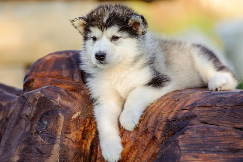 Capable of pulling a sledge over the Arctic tundra for hours without resting, the Alaskan Malamute is not the sort of dog that naturally enjoys cuddles. A firm mutual respect is what owners should aim for, realising that this is a breed that needs its own space.
