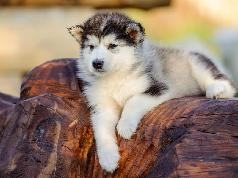 Capable of pulling a sledge over the Arctic tundra for hours without resting, the Alaskan Malamute is not the sort of dog that naturally enjoys cuddles. A firm mutual respect is what owners should aim for, realising that this is a breed that needs its own space.