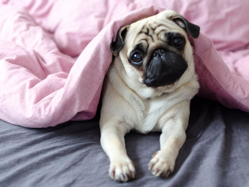 It would seem that Pugs aren't as fashionable as they once were. They now rank ninth after a steep decline in registrations - with just 6,000 this year compared to over 11,000 as recently as 2017.