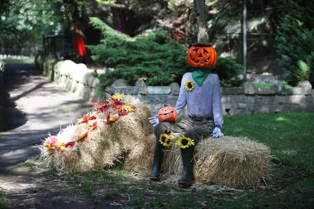 Pumpkin man