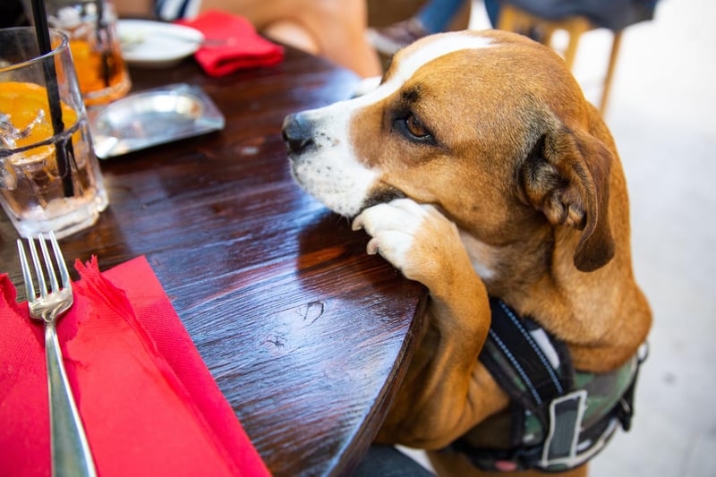 Dog friendly pubs, cafes and coffee shops are sweeping the nation and can be a great way to unwind. Start by going at quieter times to ease your dog into the new environment and give them time to adjust. There’s even an app called ‘Doggie Pubs’ for people wanting to bring their pooch to drinks with friends. So why not spend a chill afternoon in a café journaling or doing life admin with your favourite furry companion. Know that not all dogs will enjoy being in busy places and may feel more comfortable with a coffee to go and a walk along the beach.