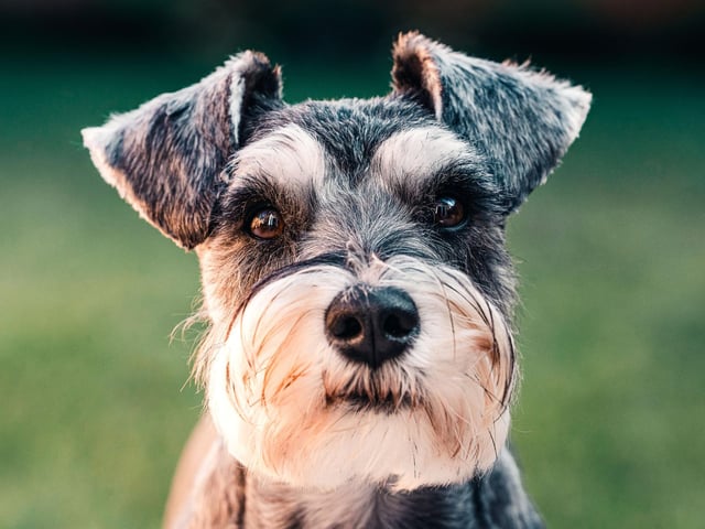 Like the Poodle, the Schnauzer comes in a range of sizes, with the Miniature version tending to the live the longest. You can expect these wee bearded cuties to live for 12-15 years.