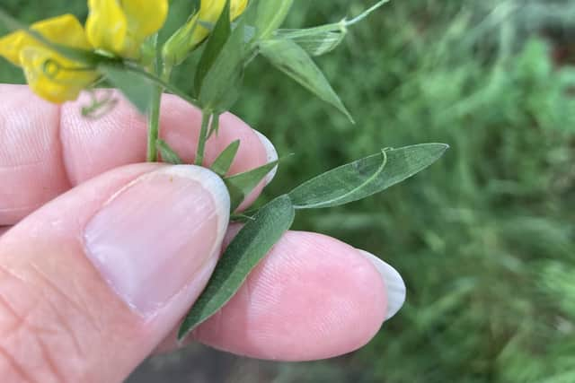 The plants are hidden in plain sight along the foootpath. Pic: Fiona Laing