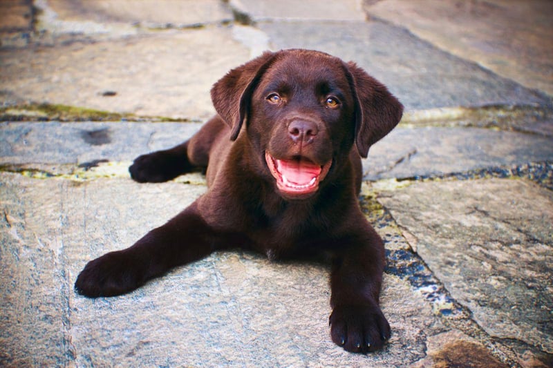 The Labrador Retriever's ancestors were the now-extinct St John's Water Dog. These were a common breed in the Newfoundland area of Canada, where they were used by fishermen to retrieve ropes, nets, and even fish, from the cold waters of the North Atlantic. It's a skill that is still innate in modern Labs, who can happily spend hours collecting sticks thrown into the sea.