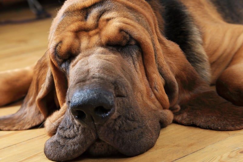 A characterful breed originally bred to track deer, wild bore and, since the middle-ages, people, only 36 Bloodhounds were registered last year, putting them joint third in this list.