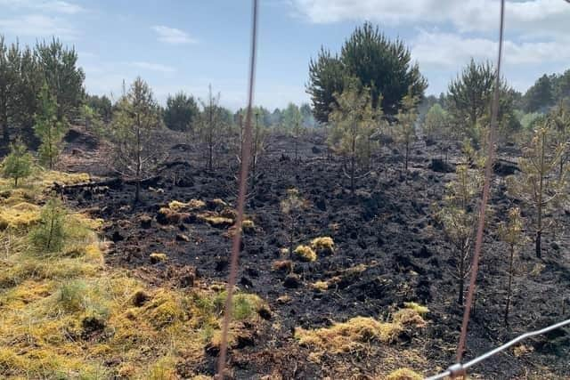 The damage done by a wild fire at Tentsmuir (Pic: Forestry and Land Scotland)