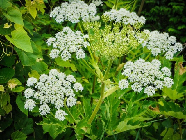 This toxic plant is harmful to humans, as its chemicals can cause significant wounds to the skin. While for some, it is just a burning sensation, for others, it can cause permanent scars. This is why giant hogweed is considered illegal and the fines can go up to £5,000. They can be recognised by their large white flowers and towering height.