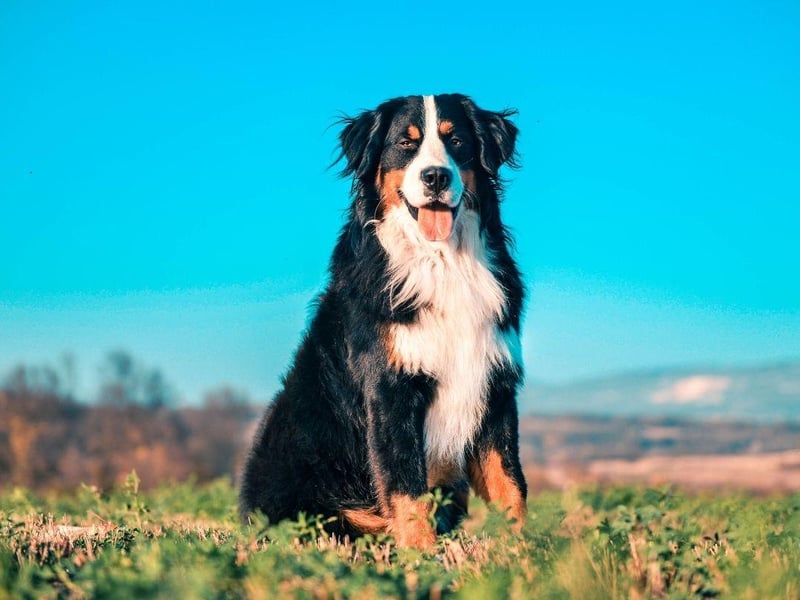 Not only are Bernese Mountain Dogs absolutely gorgeous, they are also fiercely loyal and tend to only bark when a family member is at risk, or another good reason.