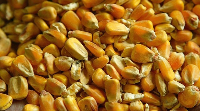 Genetically modified maize