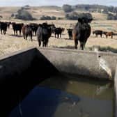 The traditional picture of cows grazing in a field contrasts with the reality of factory farming in many parts of the world (Picture: Justin Sullivan/Getty Images)