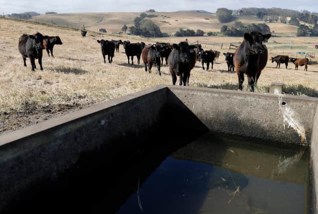 The traditional picture of cows grazing in a field contrasts with the reality of factory farming in many parts of the world (Picture: Justin Sullivan/Getty Images)