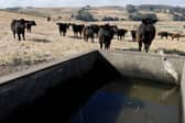The traditional picture of cows grazing in a field contrasts with the reality of factory farming in many parts of the world (Picture: Justin Sullivan/Getty Images)