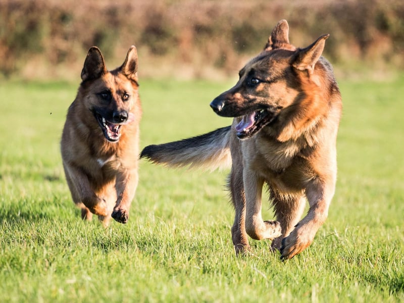 German Shepherds always like to be the leader of their pack (after their owner, of course) but tend to get on well with all dogs, making particularly good companions for young puppies. There is a caveat though - this is a breed that needs to be socialised with other dogs at a young age - otherwise they can be suspicious of new arrivals.