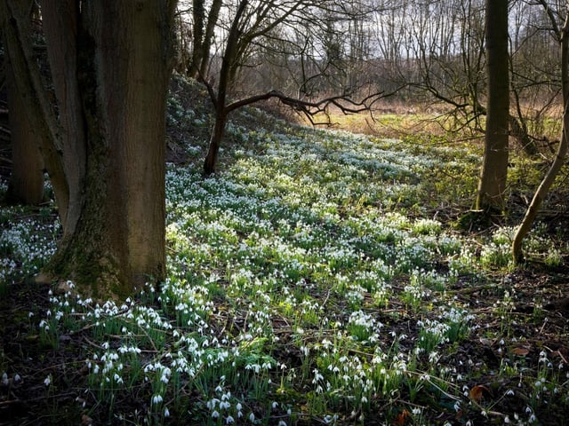 The Hermitage, in Perthshire, is one of Scotland's most magnificent walks, with a Victorian folly, bridges over the River Bran, waterfalls, and pristine woodland. In February there's the added bonus of snowdrops lining the paths.