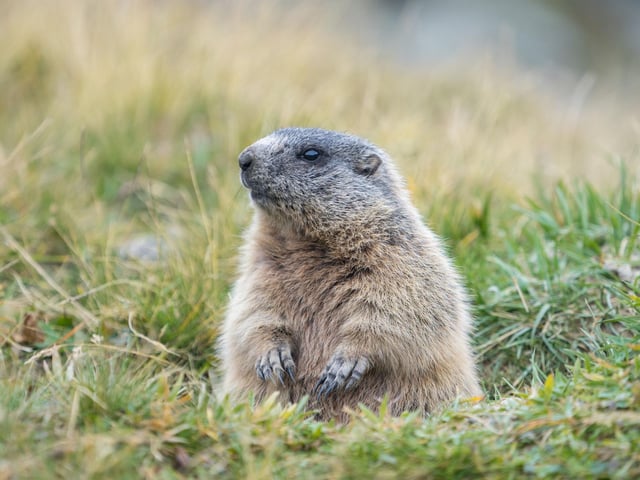 How much wood would a woodchuck chuck, if a woodchuck could chuck wood?
He would chuck, he would, as much as he could, and chuck as much wood as a woodchuck would.
If a woodchuck could chuck wood.