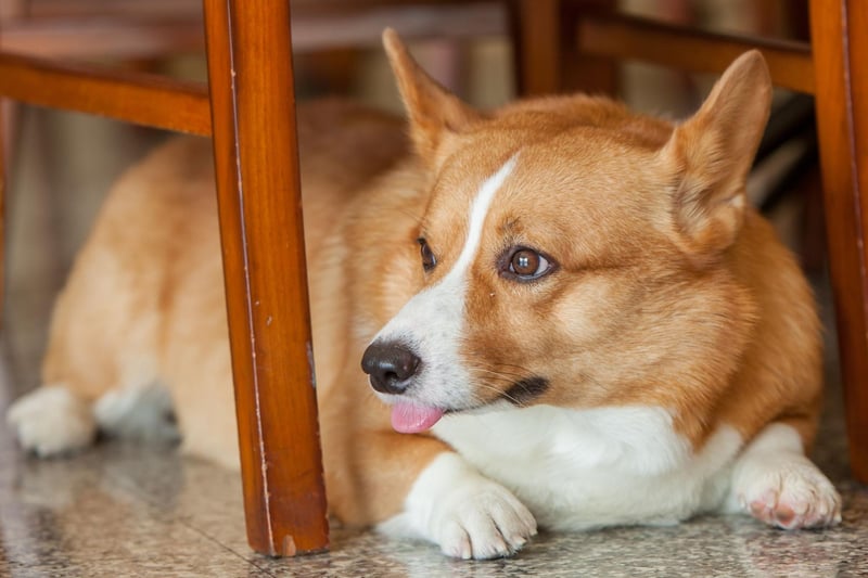 The Queen's favouriter dog, the Pembroke Welsh Corgi is perfect for active seniors as they need several short walks a day. Otherwise they are simple to groom, are desperate to please and are very protective of their owners.