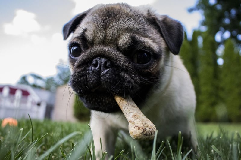 Pugs are easy to train because their sole aim is to please everybody they meet - even those they really shouldn't. Their love of a quiet life means they'll avoid drama at almost any cost.