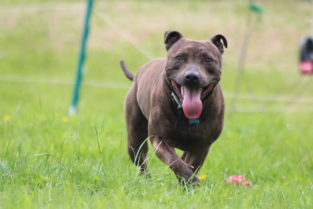 The Staffordshire Bull Terrier is a breed that has become very popular in the UK in recent years. Staffy owners shower their pets with an average of £1,254.72 in treats and maintenance each year.