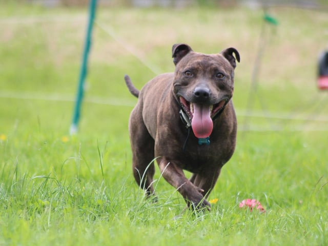 The Staffordshire Bull Terrier is a breed that has become very popular in the UK in recent years. Staffy owners shower their pets with an average of £1,254.72 in treats and maintenance each year.