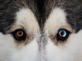 If you have one of these breeds of dog as part of your family you should keep an look out for the early signs of eye conditions.