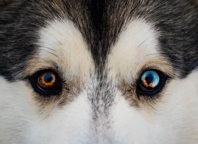 how do you know if your dog has eye problems