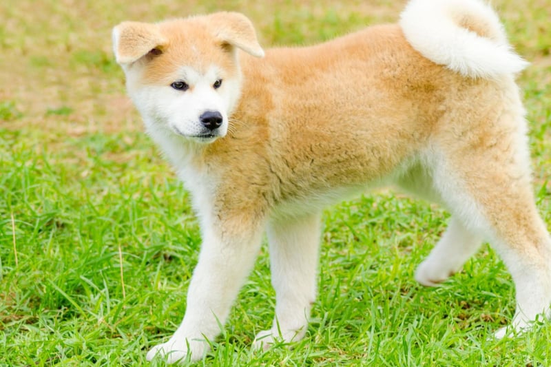 The Akita Inu is an unusual breed of dog in that they often like to even keep their distance from their owners. They are very independent, not keen on cuddles, and can react with genuine fear when a stranger approaches.