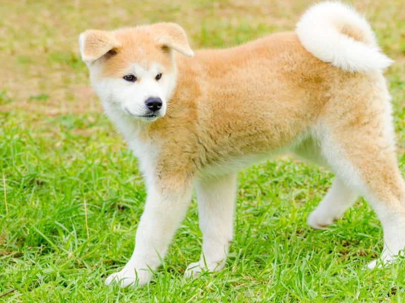The Akita Inu is an unusual breed of dog in that they often like to even keep their distance from their owners. They are very independent, not keen on cuddles, and can react with genuine fear when a stranger approaches.