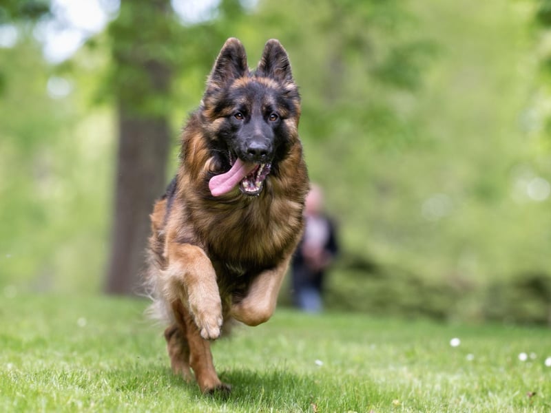 German Shepherd registrations have also slowly been declining - there were 7,000 registrations in 2020 putting them in at eighth place, compared to nearly 10,000 registrations in 2011.