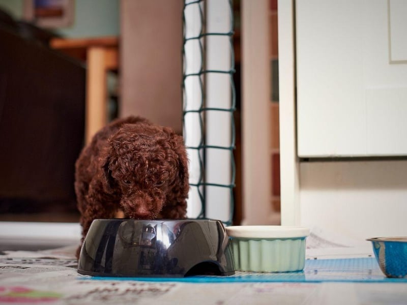 Poodles (of all sizes) are another breed where routine is crucial to avoid any problems with picky eating. It's also important not to overdo the treats - which can also lead to fraught mealtimes.