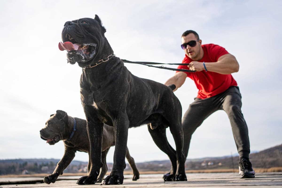 The 10 strongest breeds of dog that are both adorable and powerful