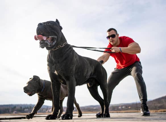 These are the strongmen (and strongwomen) of the dog world.