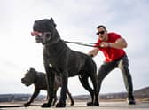 These are the strongmen (and strongwomen) of the dog world.