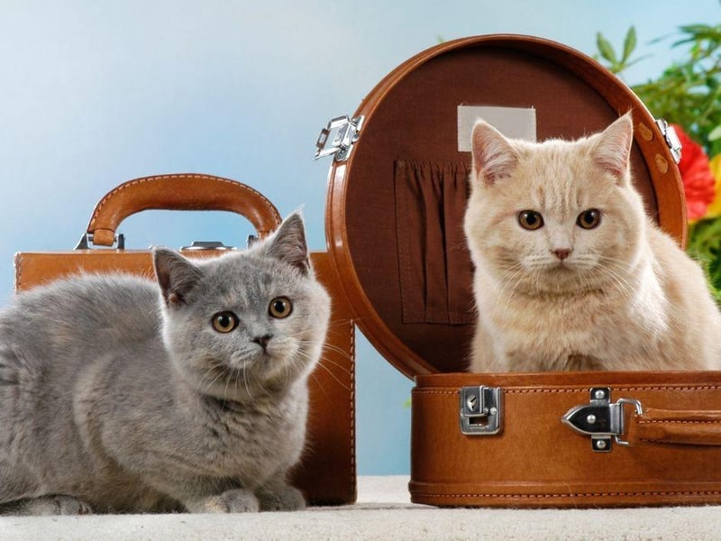 The British Shorthair is one of the more commonly known cat breeds but is equally one of the oldest and easiest to care for. They can be playful but are often calm, independent and considered breeds. Perfect for the elderly owner.