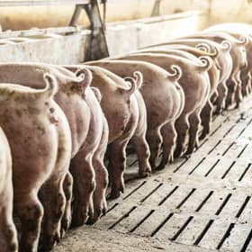 These pigs like to dance to music! (photo: iStock)
