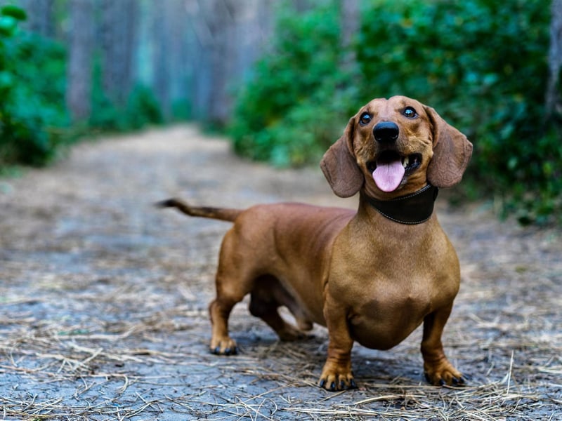 As any Dachshund owner will tell you, these sausage dogs are amazingly athletic on land. This doesn't also hold true for the water though, with those wee legs meaning that they have to work incredibly hard to stay afloat.