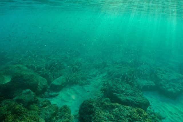 Rising sea temperatures can disrupt marine life.