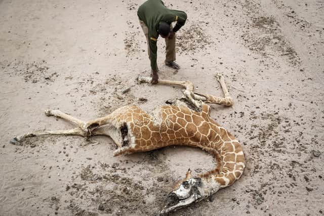 Mohamed Mohamud, a ranger from the Sabuli Wildlife Conservancy, inspects the carcass of a giraffe that died of hunger in Wajir County, Kenya, in October 2021 -- Africa is one of the world's regions most heavily hit by climate change. Photo: Brian Inganga/AP