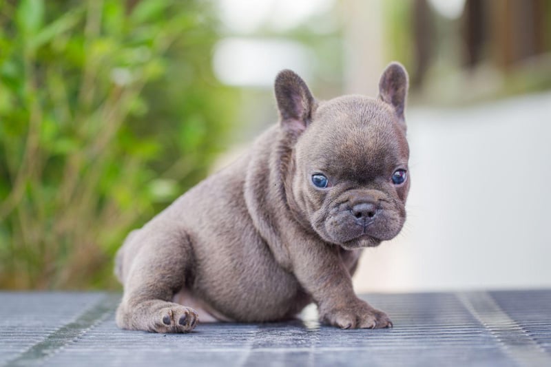 The French Bulldogs' ancestors were used to keep workers in Nottingham lacemaking factories warm. The small dogs curled up in the workers' laps - acting like hot water bottles.