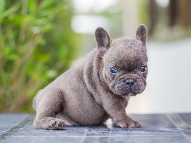The French Bulldogs' ancestors were used to keep workers in Nottingham lacemaking factories warm. The small dogs curled up in the workers' laps - acting like hot water bottles.