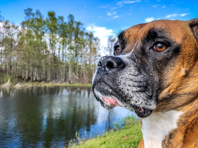 The theory that the Boxer got its name from a habit of using its front paws to 'box' is thought to be apocryphal. It's more likely to be a corruption of a nickname for their Bullenbeisser ancestors - 'Boxl'.