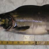 Fisheries Management Scotland is calling for anglers and outdoors enthusiasts to report any pink salmon, fish farm escapees and diseased individuals found in Scottish rivers in a bid to help safeguard dwindling populations of native salmon and sea trout. Picture: Nigel Fell