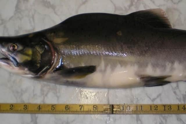 Fisheries Management Scotland is calling for anglers and outdoors enthusiasts to report any pink salmon, fish farm escapees and diseased individuals found in Scottish rivers in a bid to help safeguard dwindling populations of native salmon and sea trout. Picture: Nigel Fell